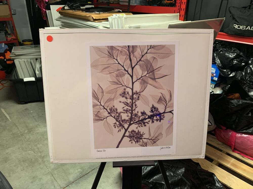 Judith K. McMillan American Elm X-Ray Botanical Art Print